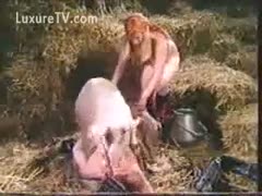 A big boar and two bitches making out